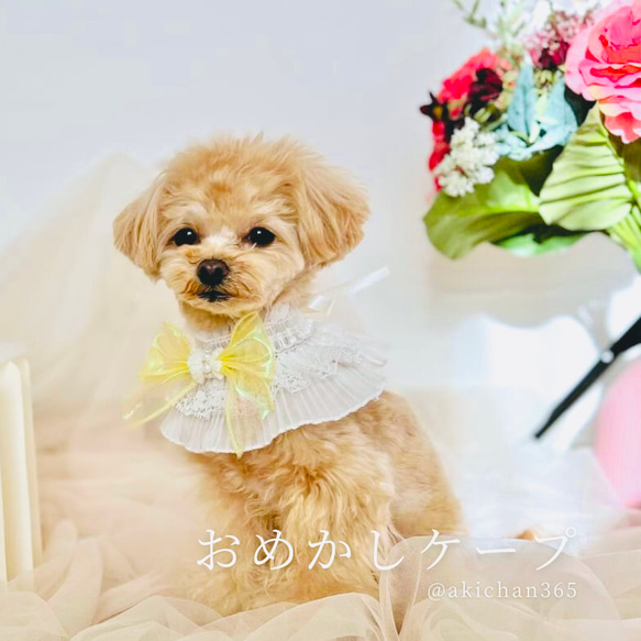 おめかし3wayケープ【Spring Color】（誕生日、つけ襟、スタイ、犬、猫、うさぎ、バースデー、バレンタイン 3枚目の画像