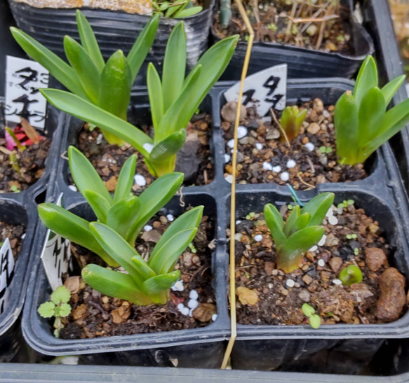 ムスカリ【⠀タッチオブスノー 芽だし2苗】植え遅れた方へ 帽子をかぶったような可愛い花 2枚目の画像