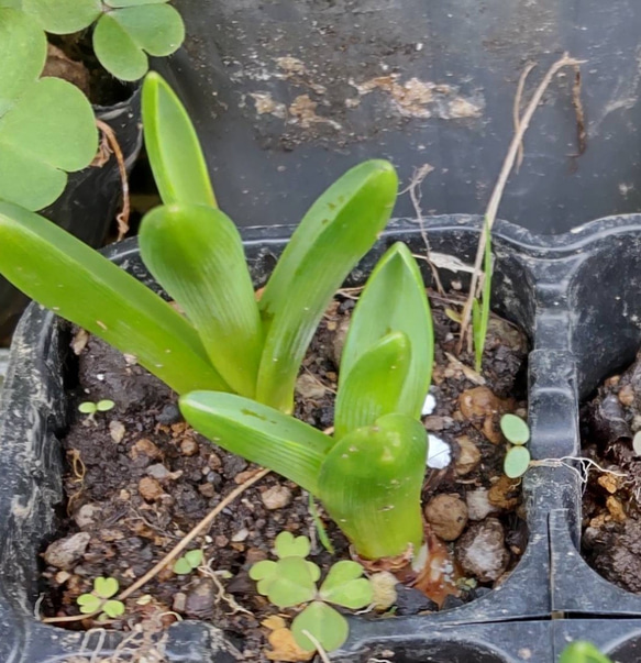 ムスカリ【⠀タッチオブスノー 芽だし2苗】植え遅れた方へ 帽子をかぶったような可愛い花 3枚目の画像