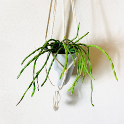 【新作】壁掛け　おしゃれ　リプサリス　パラドクサ　フライトハンガー　観葉植物　プラントハンガー　室内 2枚目の画像