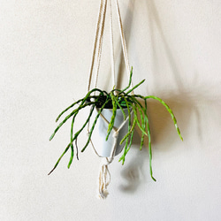 【新作】壁掛け　おしゃれ　リプサリス　パラドクサ　フライトハンガー　観葉植物　プラントハンガー　室内 1枚目の画像