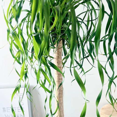 216 ポニーテール カール トックリラン ノリナ 観葉植物 室内 その他 