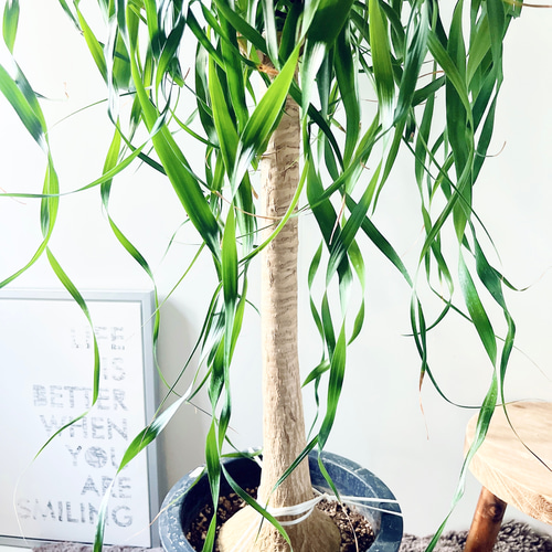 216 ポニーテール カール トックリラン ノリナ 観葉植物 室内 その他