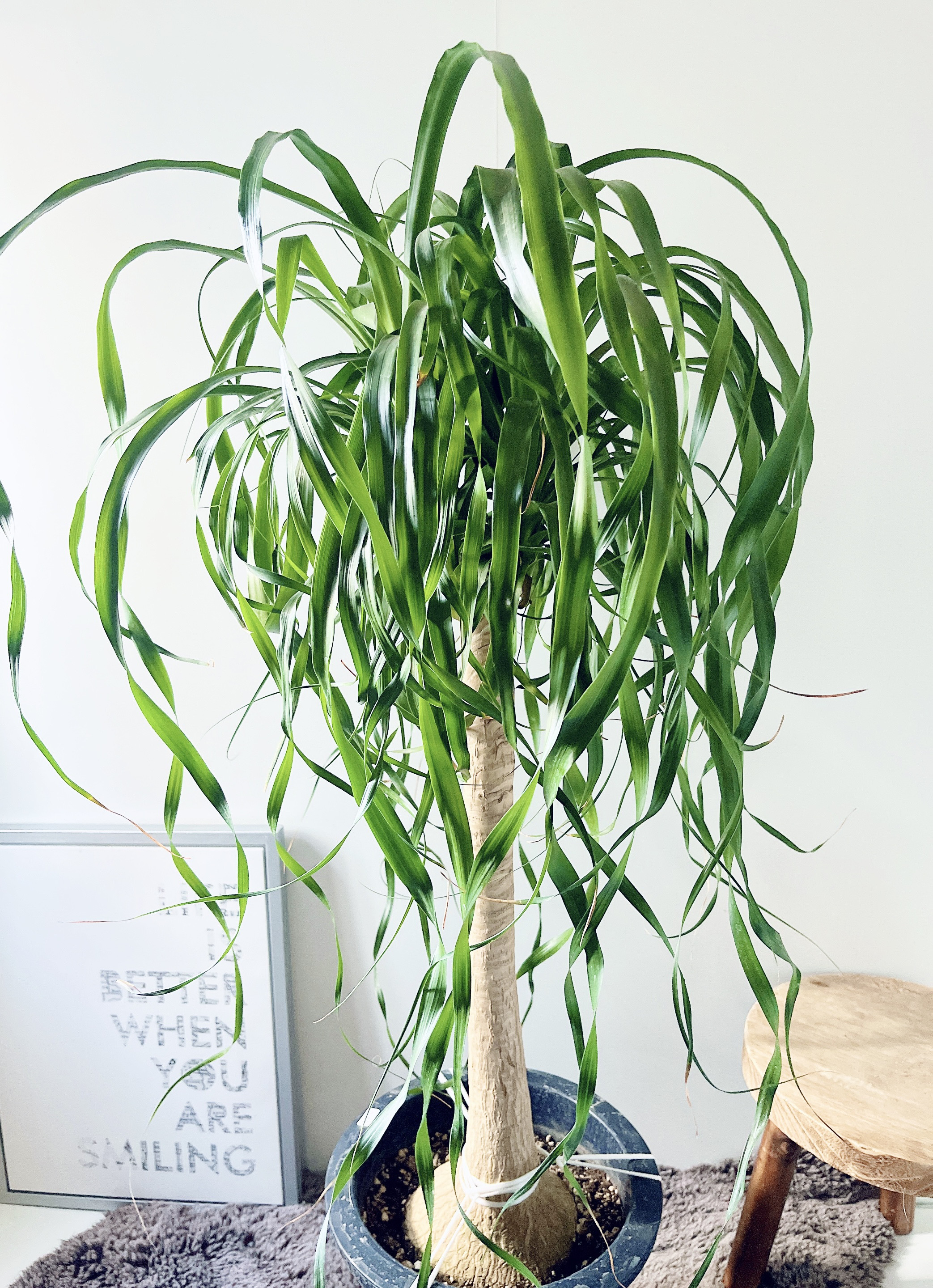 216 ポニーテール カール トックリラン ノリナ 観葉植物 室内 その他 