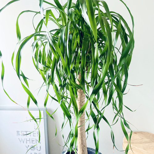 現品販売 お買い得品 観葉植物 ポニーテール トックリラン ノリナ 6号