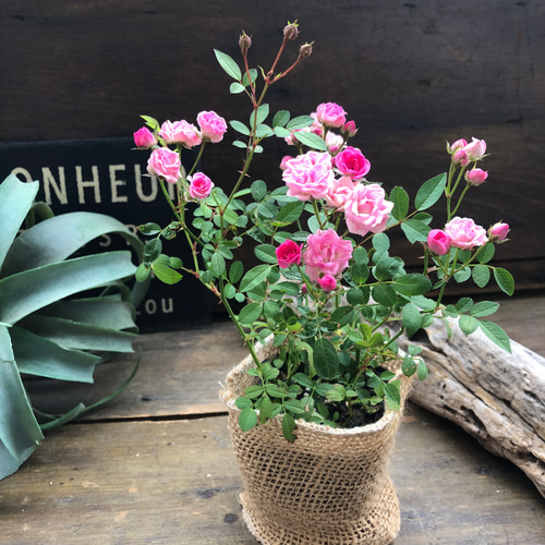 ミサキ♡四季咲き♡極小ミニバラ♡ミサキ♡ガーデニング♡可愛い