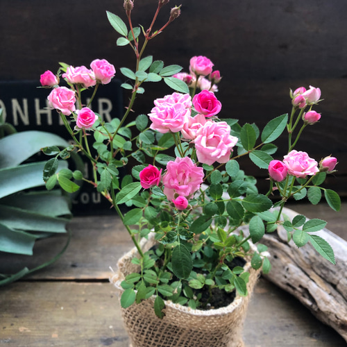 ミサキ♡四季咲き♡極小ミニバラ♡ミサキ♡ガーデニング♡可愛い