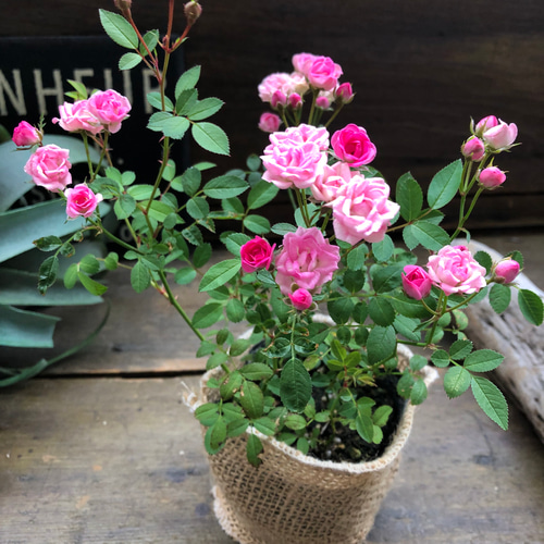 ミサキ♡四季咲き♡極小ミニバラ♡ミサキ♡ガーデニング♡可愛い