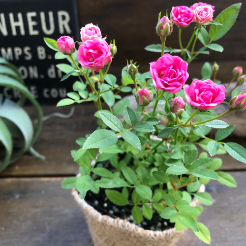 ミサキ♡四季咲き♡極小ミニバラ♡ミサキ♡ガーデニング♡可愛い