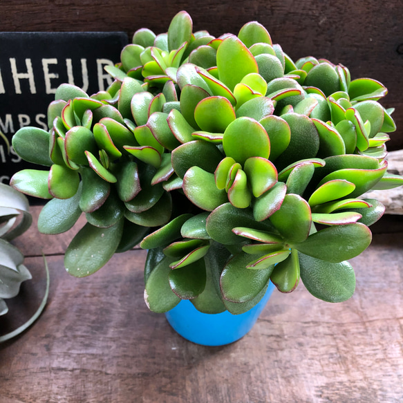 金の成る木 花月 大苗 【公式通販】