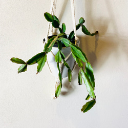【新作】壁掛け　おしゃれ　リプサリス　アクドエンシス　フライトハンガー　観葉植物　プラントハンガー　室内 2枚目の画像