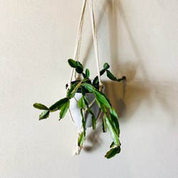 【新作】壁掛け　おしゃれ　リプサリス　アクドエンシス　フライトハンガー　観葉植物　プラントハンガー　室内 1枚目の画像