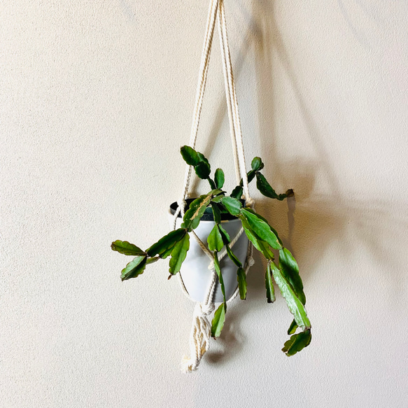 【新作】壁掛け　おしゃれ　リプサリス　アクドエンシス　フライトハンガー　観葉植物　プラントハンガー　室内 4枚目の画像
