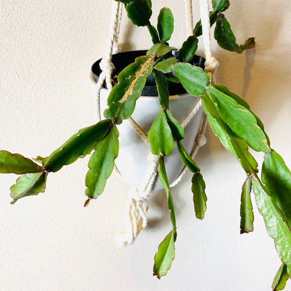 【新作】壁掛け　おしゃれ　リプサリス　アクドエンシス　フライトハンガー　観葉植物　プラントハンガー　室内 3枚目の画像