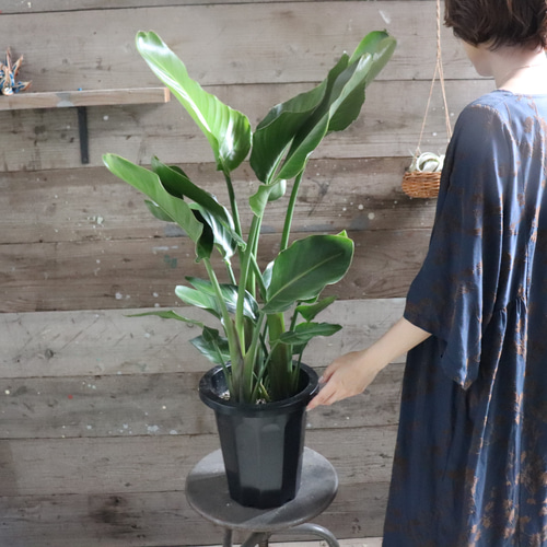 ストレリチア〜極楽鳥花〜｜🍀GreenSnap（グリーンスナップ）