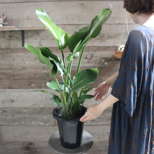 オーガスタ♡大きな観葉植物♡ストレチア♡極楽鳥花 人造花 パリ