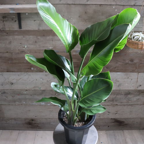 オーガスタ♡大きな観葉植物♡ストレチア♡極楽鳥花 アートフラワー