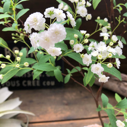 八重咲き♡コデマリ♡おしゃれ♡毎年咲きます♡手毬の花♡ガーデニング 6枚目の画像