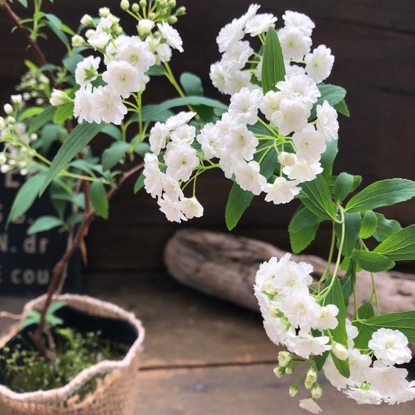 八重咲き♡コデマリ♡おしゃれ♡毎年咲きます♡手毬の花♡ガーデニング 4枚目の画像