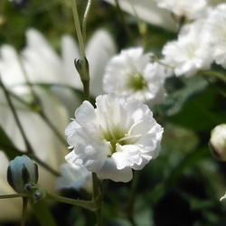 宿根草八重咲き白いかすみ草の種100粒 3枚目の画像