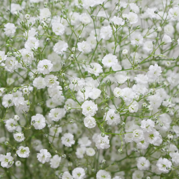 宿根草八重咲き白いかすみ草の種100粒 1枚目の画像
