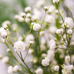 宿根草八重咲き白いかすみ草の種100粒 2枚目の画像