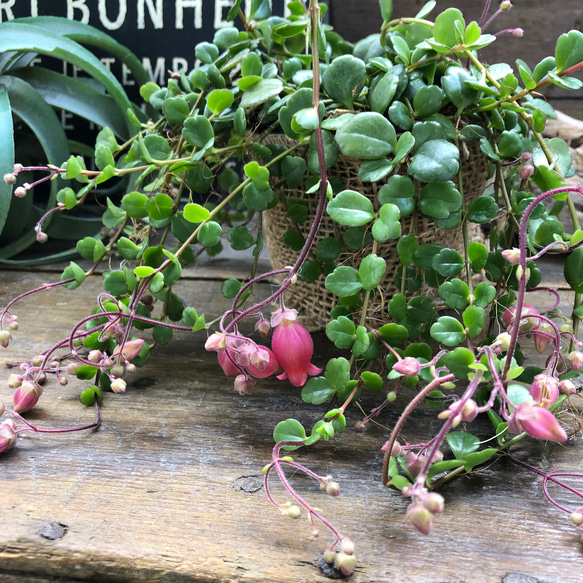 フィフィ♡3.5号♡カランコエ♡多肉植物♡かわいいベル花 13枚目の画像