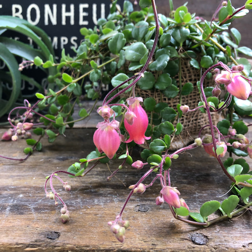 フィフィ♡3.5号♡カランコエ♡多肉植物♡かわいいベル花 アート