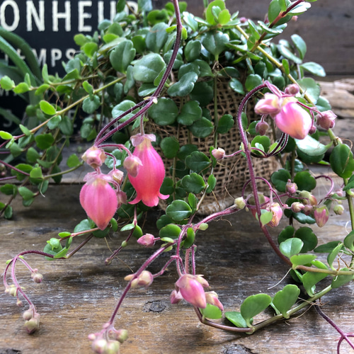フィフィ♡3.5号♡カランコエ♡多肉植物♡かわいいベル花 アート
