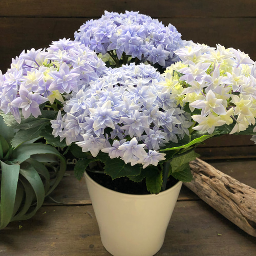 ダブルダッチ♡エダム♡ブルー♡八重咲き希少♡アジサイ♡紫陽花