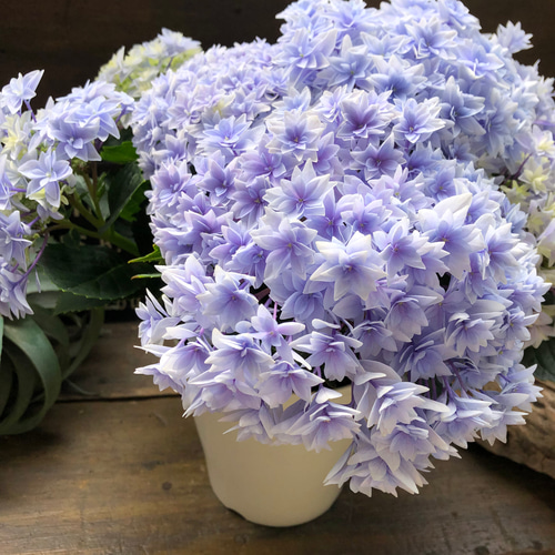 ダブルダッチ♡エダム♡ブルー♡八重咲き希少♡アジサイ♡紫陽花 人