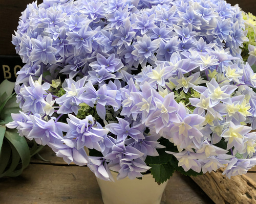 ダブルダッチ♡エダム♡ブルー♡八重咲き希少♡アジサイ♡紫陽花