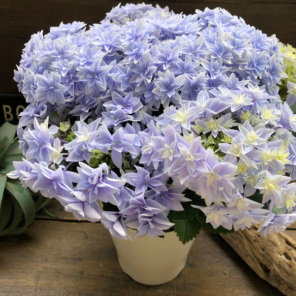 ダブルダッチ♡エダム♡ブルー♡八重咲き希少♡アジサイ♡紫陽花