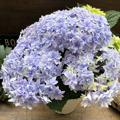 ダブルダッチ♡エダム♡ブルー♡八重咲き希少♡アジサイ♡紫陽花