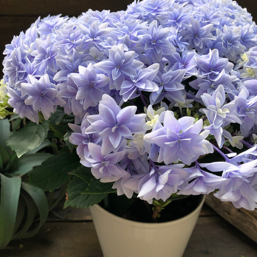 ダブルダッチ♡エダム♡ブルー♡八重咲き希少♡アジサイ♡紫陽花