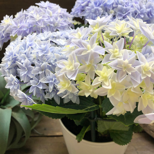 ダブルダッチ♡エダム♡ブルー♡八重咲き希少♡アジサイ♡紫陽花