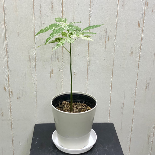 パキラ ミルキーウェイ 7号 2 幹高め 実生パキラミルキーウェイA7