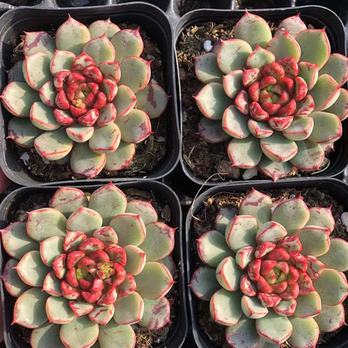 売却済み3/12札落ち(抜き苗)多肉植物 【公式通販】