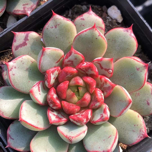 安いそれに目立つ 色落ちSALE❣️多肉植物 多肉 1株 抜き苗 4cm 花火 エケベリア その他多肉植物