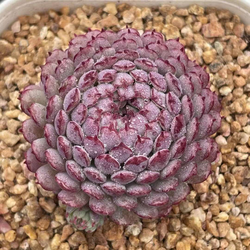 厳選美苗 エケベリア ビンセントカトー 3.5cm 抜き苗 1株 多肉植物 愛