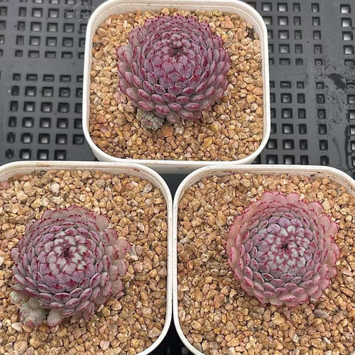 厳選美苗 エケベリア ビンセントカトー 3.5cm 抜き苗 1株 多肉植物 愛