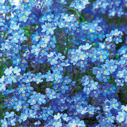 ブルー系セット♡かすみ草白、ラベンダー、ネモフィラ、わすれな草の種100粒 10枚目の画像