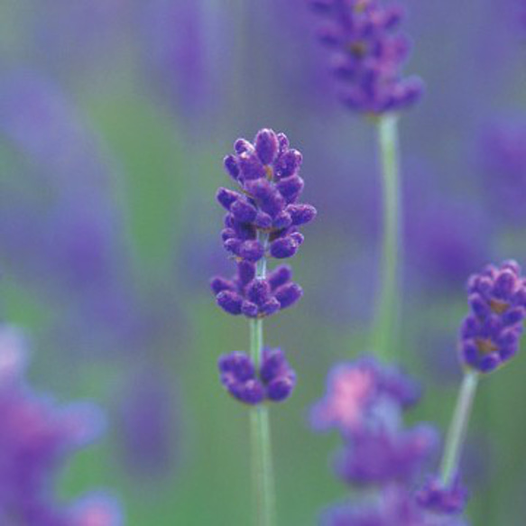 ブルー系セット♡かすみ草白、ラベンダー、ネモフィラ、わすれな草の種100粒 5枚目の画像