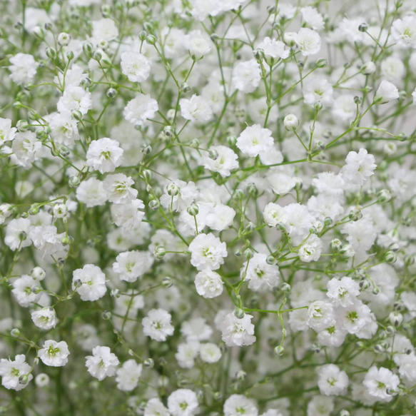 ブルー系セット♡かすみ草白、ラベンダー、ネモフィラ、わすれな草の種100粒 2枚目の画像