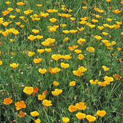 黄色い花菱草の種100粒 1枚目の画像