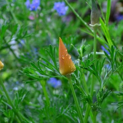 黄色い花菱草の種100粒 2枚目の画像