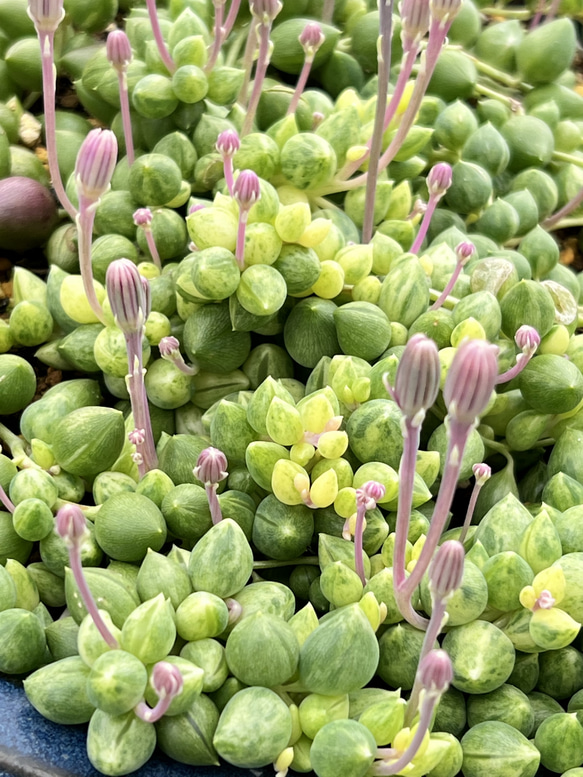 エンジェルディアーズ錦＊レア品種＊多肉植物＊抜き苗 4枚目の画像