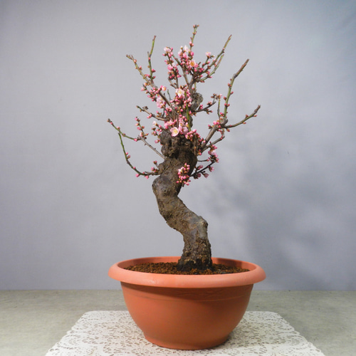 ☆ENGEI ichioki☆寒梅盆栽「ピンク一重花」鉢株01◇開花が楽しみな