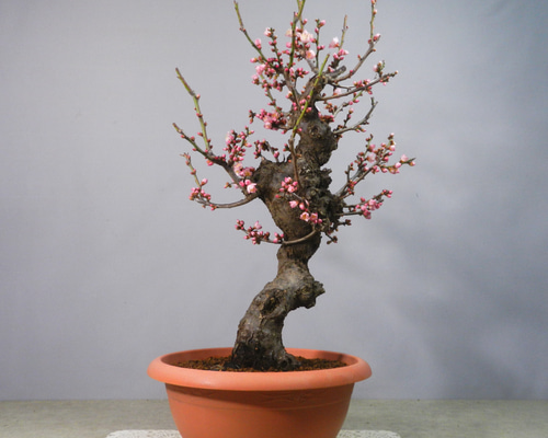 盆栽　ネムノキ　捻転幹　蕾多数　ピンク色　開花寸前 盆栽 ネムノキ 捻転幹 蕾多数 ピンク色 開花寸前 - メルカリ