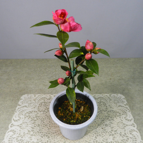 銘花 ヒライHirai 椿 鉢底約70cm C 銘花 ヒライHirai 椿 鉢底約70cm C